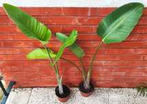 Estrelícia flor branca (Ave-do-paraíso) - planta em vaso