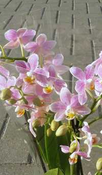 Орхидея  фаленопсис ароматная Замбия, восковая