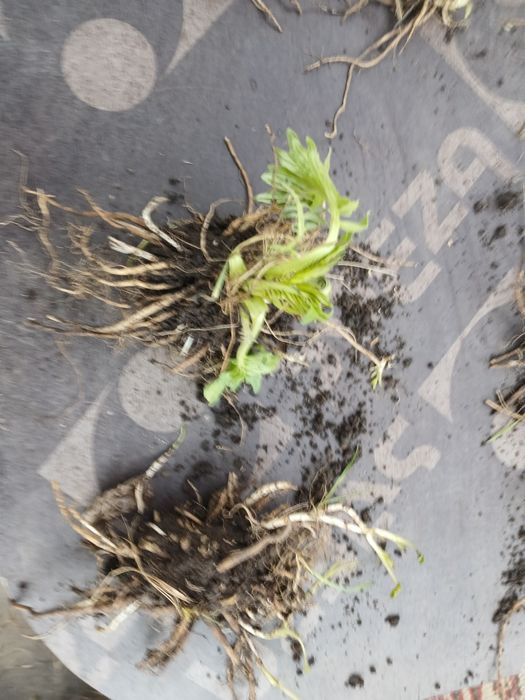 Мята. мята Перечная, мята Ментоловая,Валериана