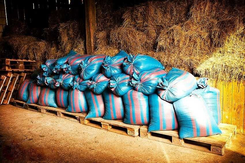 Koniczyna LUCERNA Sorgo Proso Wyka Groch Słonecznik Rajgras Trawa BÓB