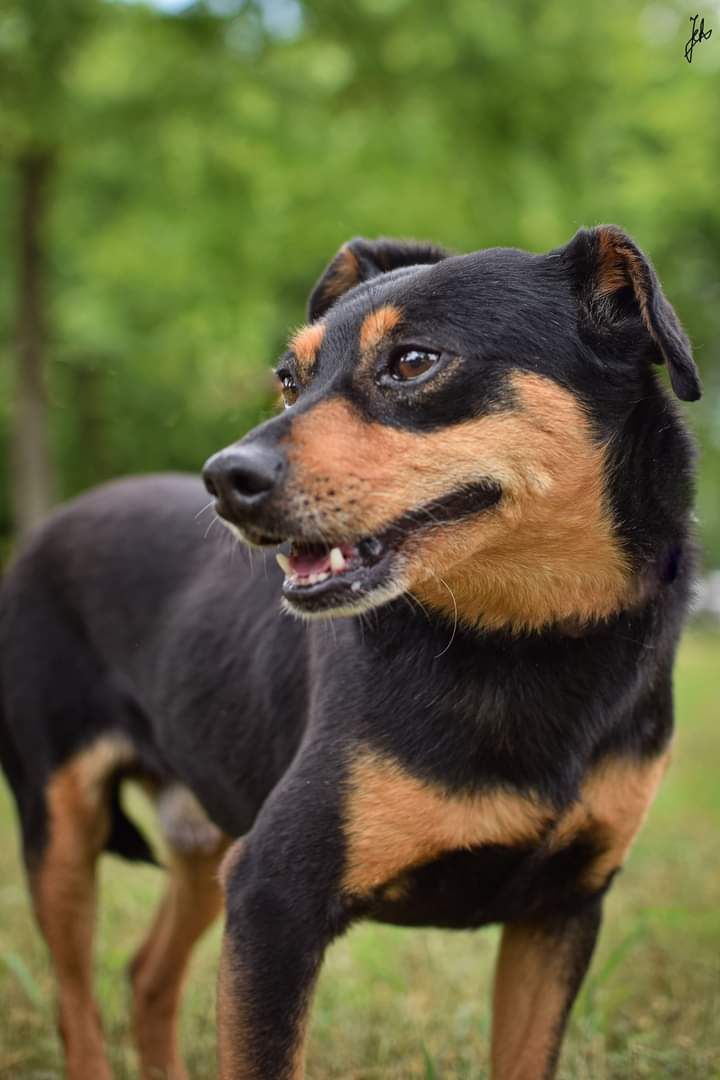 Pies w typie rasy pinczer poleca się do adopcji.