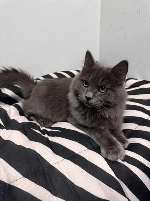 Грей серьезний хлопець шукає сім'ю