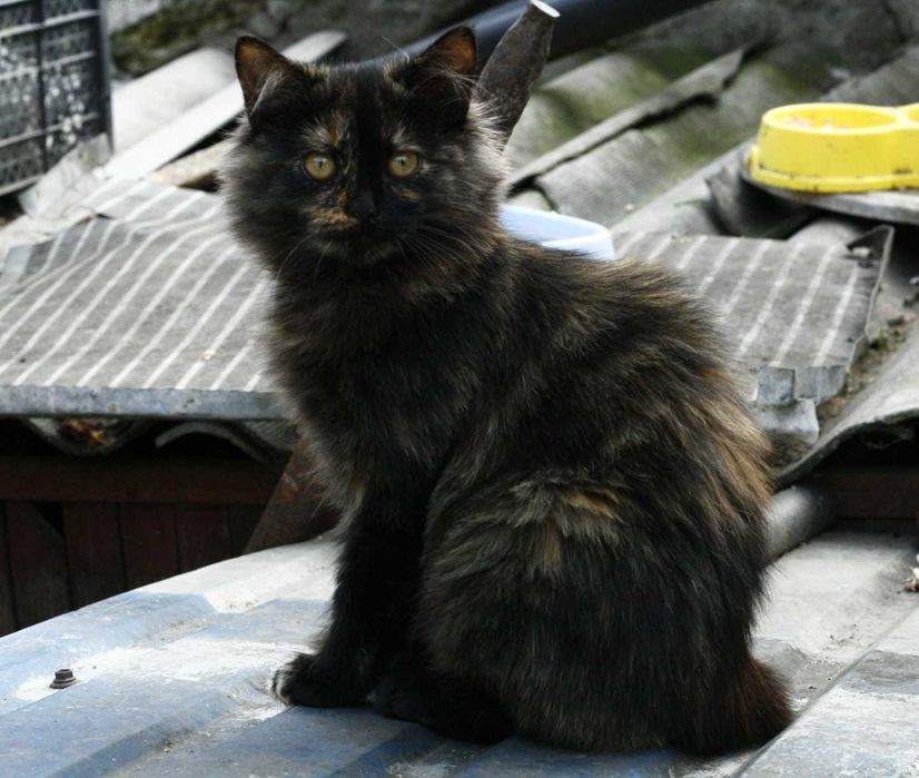 Віддам котиків 4-6 місяців, дівчатка