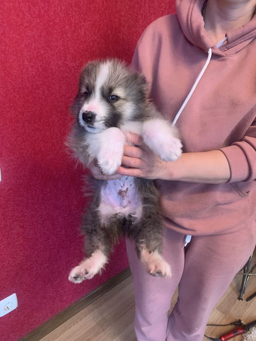 Продам цуценят Алабая