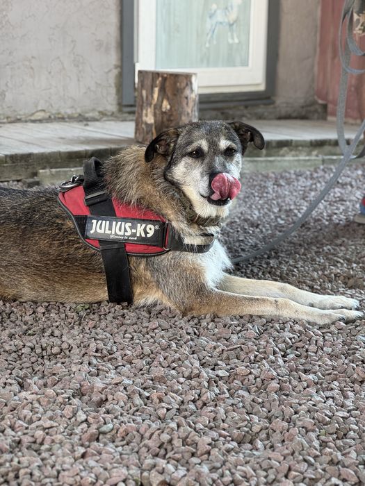 Собака хлопчик Єнот з притулку