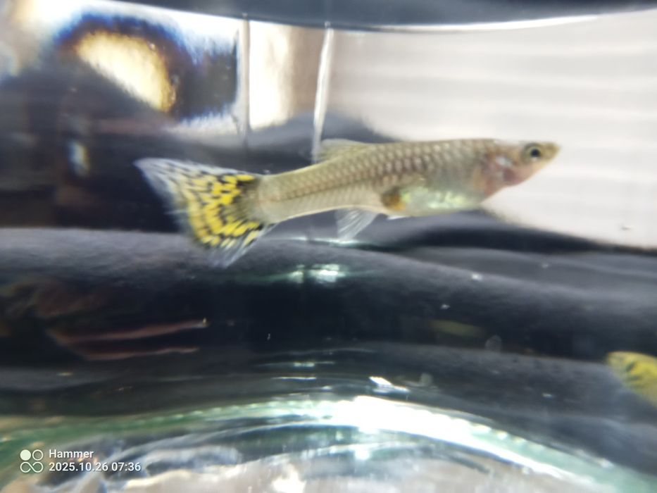 Gupik Tiger cobra parka