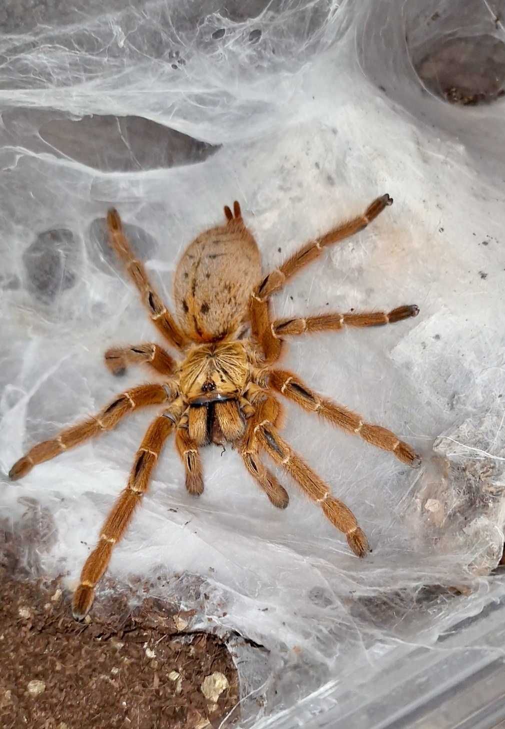 Pterinochilus murinus - dorosła samica