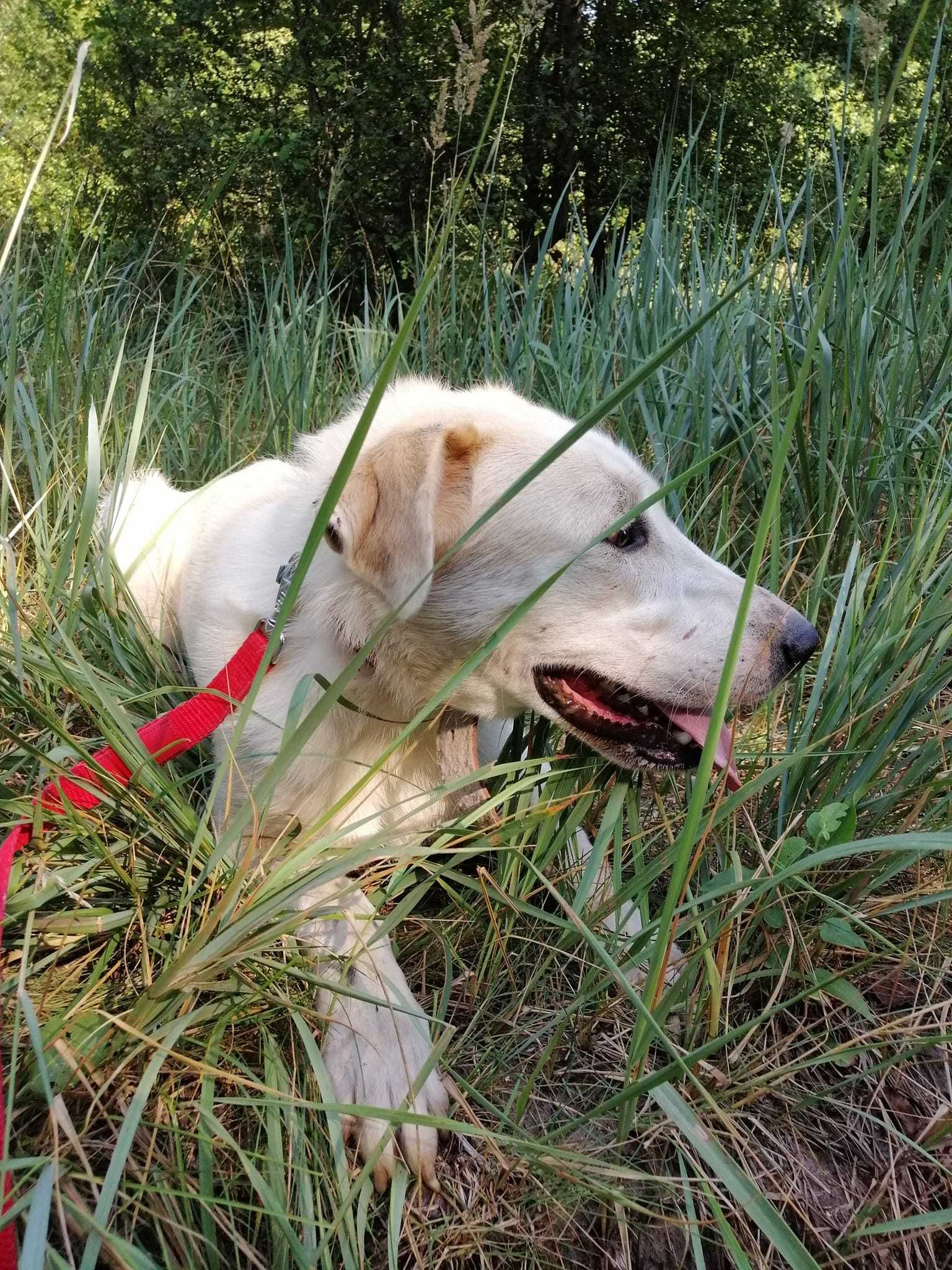 MALINA- młoda pk.1-2 let.duża suczka w typ.Ałabaja Adoptuj Przyjaciela