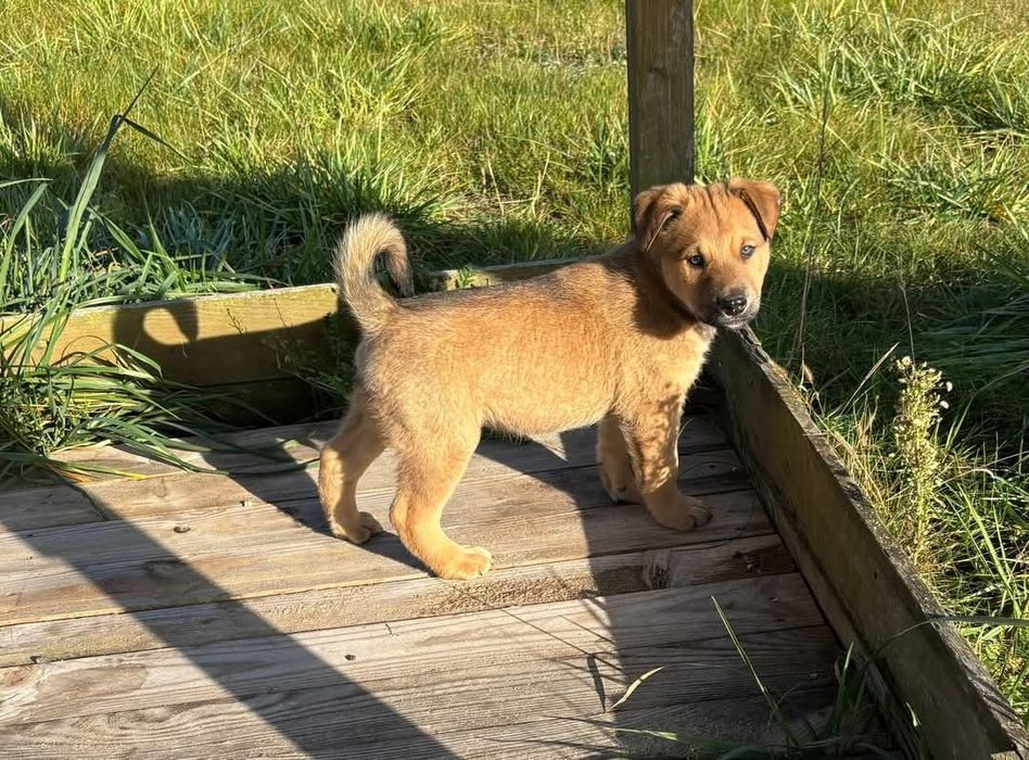 Suczka suka szczeniak