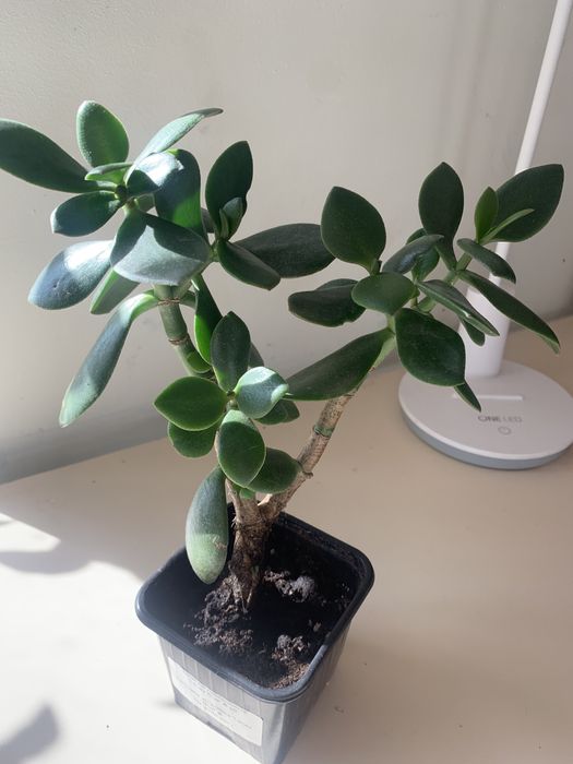 Денежное дерево. Толстянка обыкновенная.