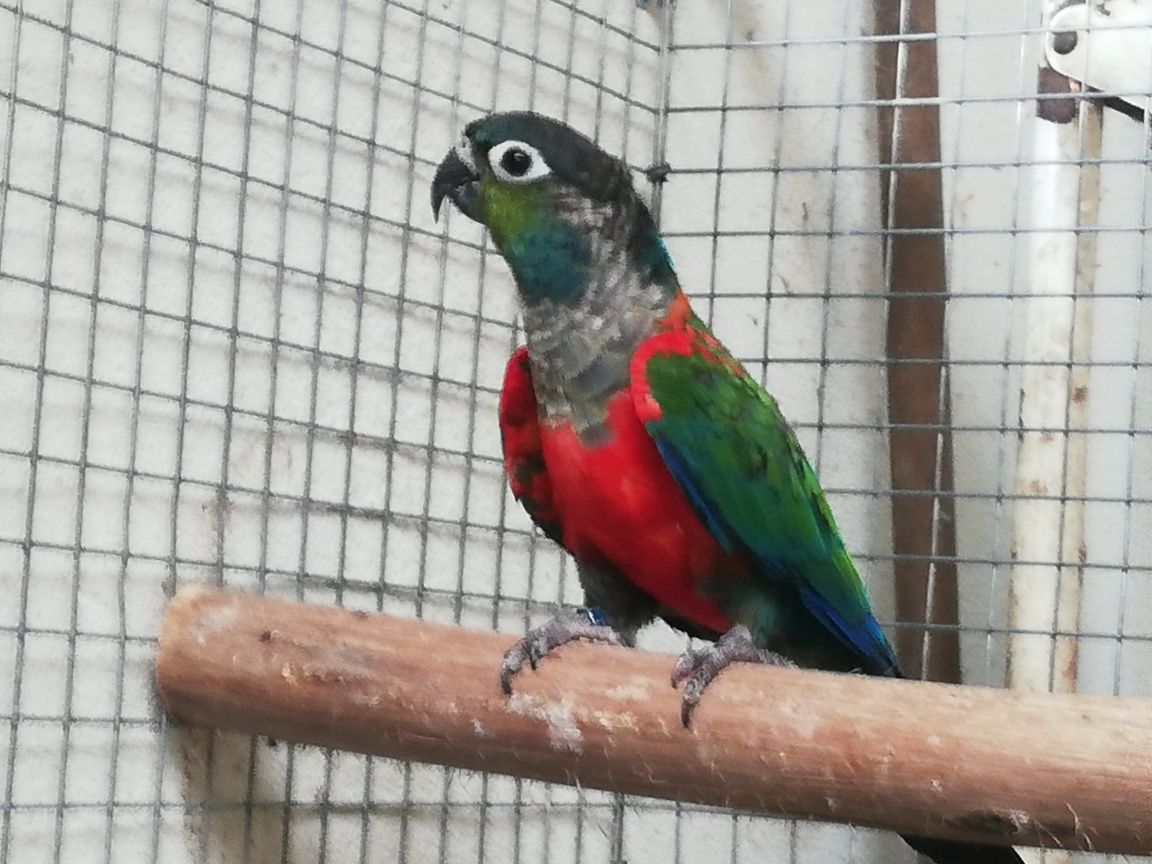 Pyrrhura Perlata fêmea