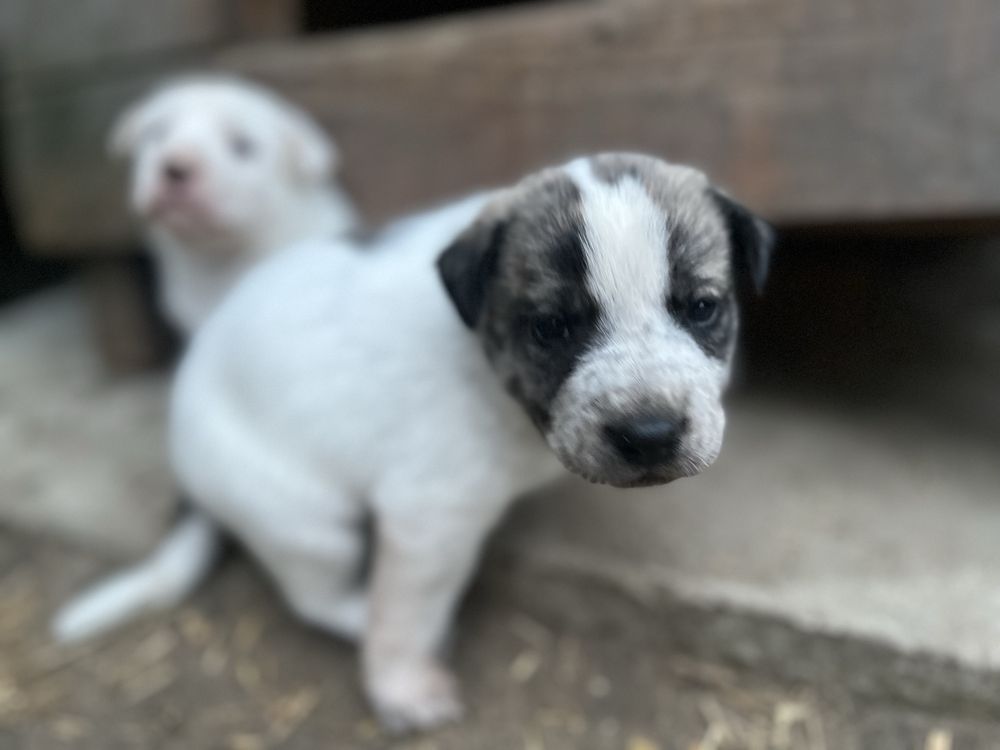 Słodkie szczeniaki labrador