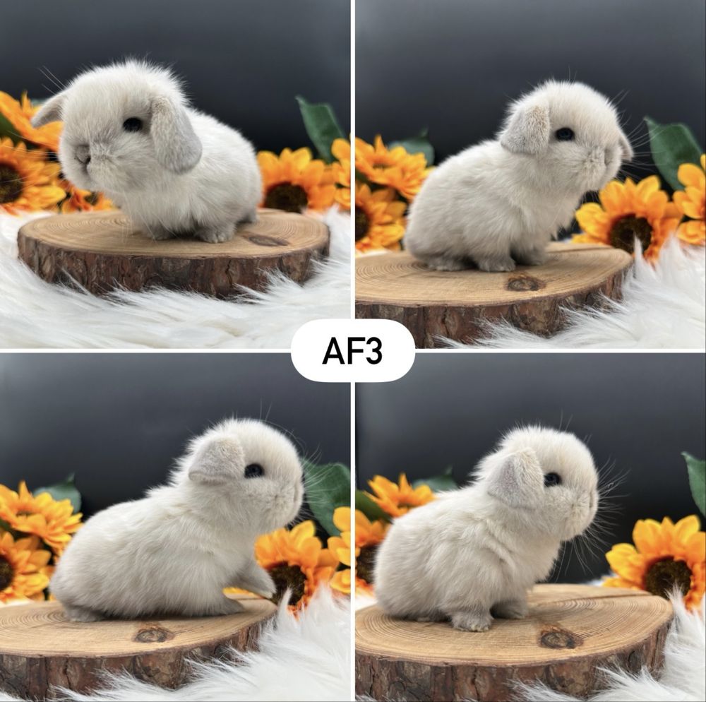 Króliczek Mini Lop