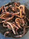 Robaki czerwone (dendrobena) 300g