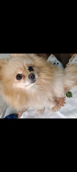 Шпіц дівчинка,девочка Померанский шпіц