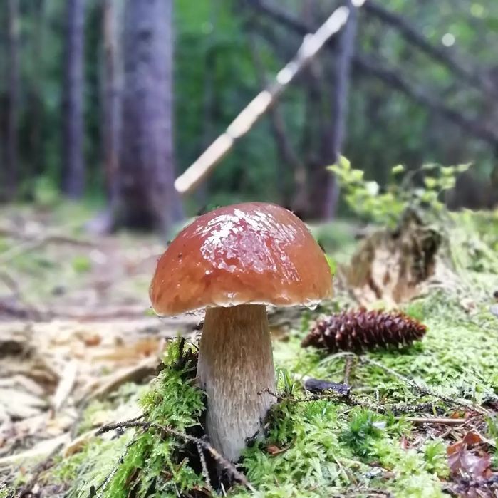 Гриби білі сушені, карпатські (сушеные белые грибы)