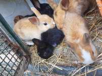 Coelhos Anao Holandes /netherland dwarf