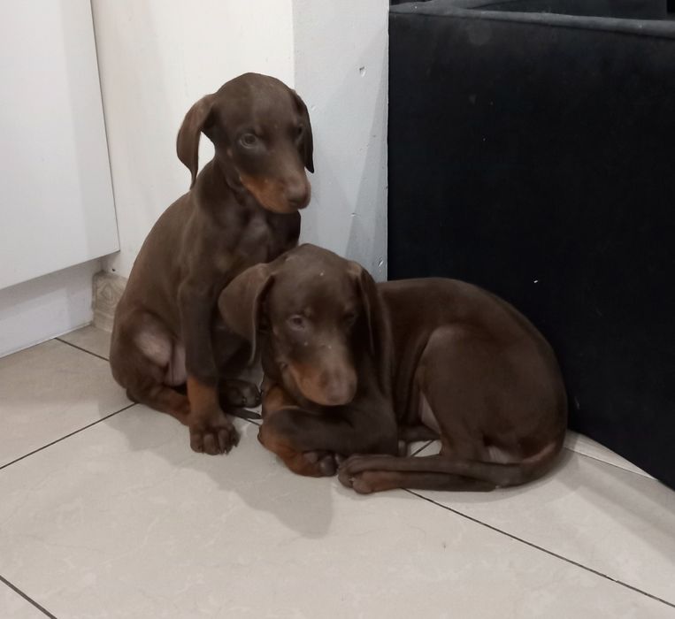 Doberman suczka czekoladowa