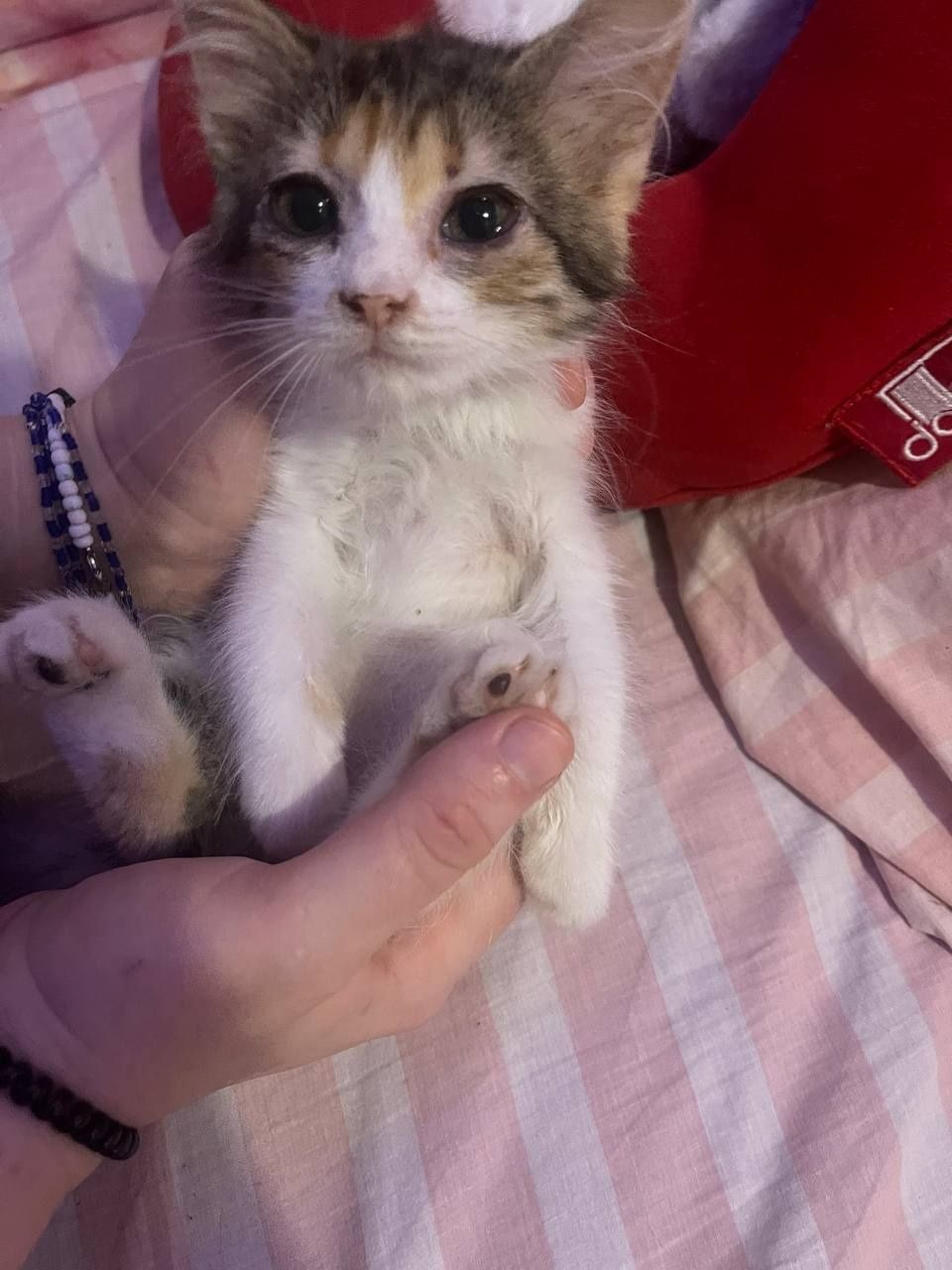 Кошенята 2 місяці.