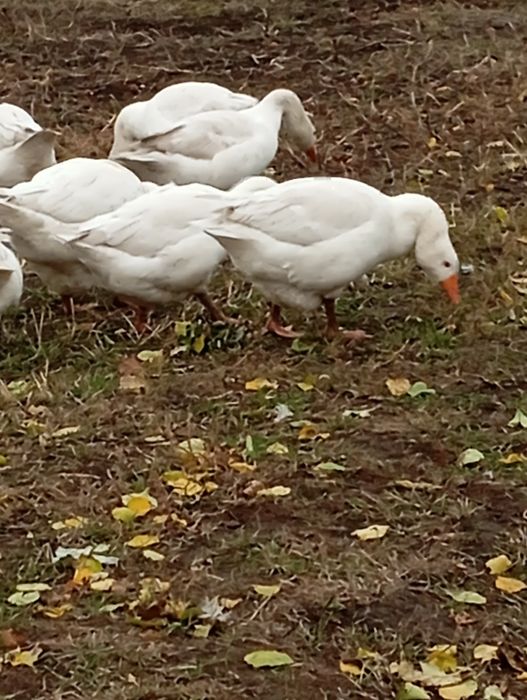 Продам гусей тушкою Або живою вагою