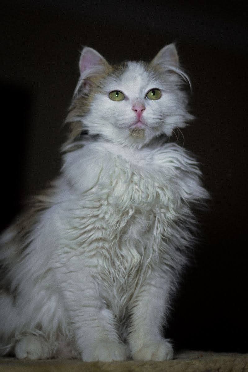 Pennywise szuka swojego domu