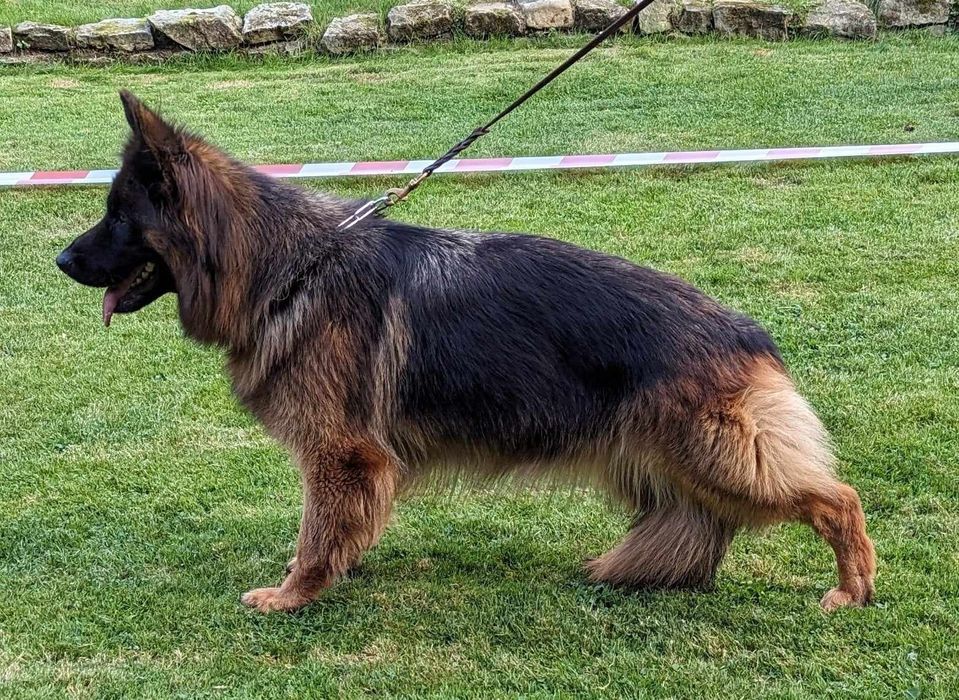 Owczarek Niemiecki Długowłosy Fci ,piesek