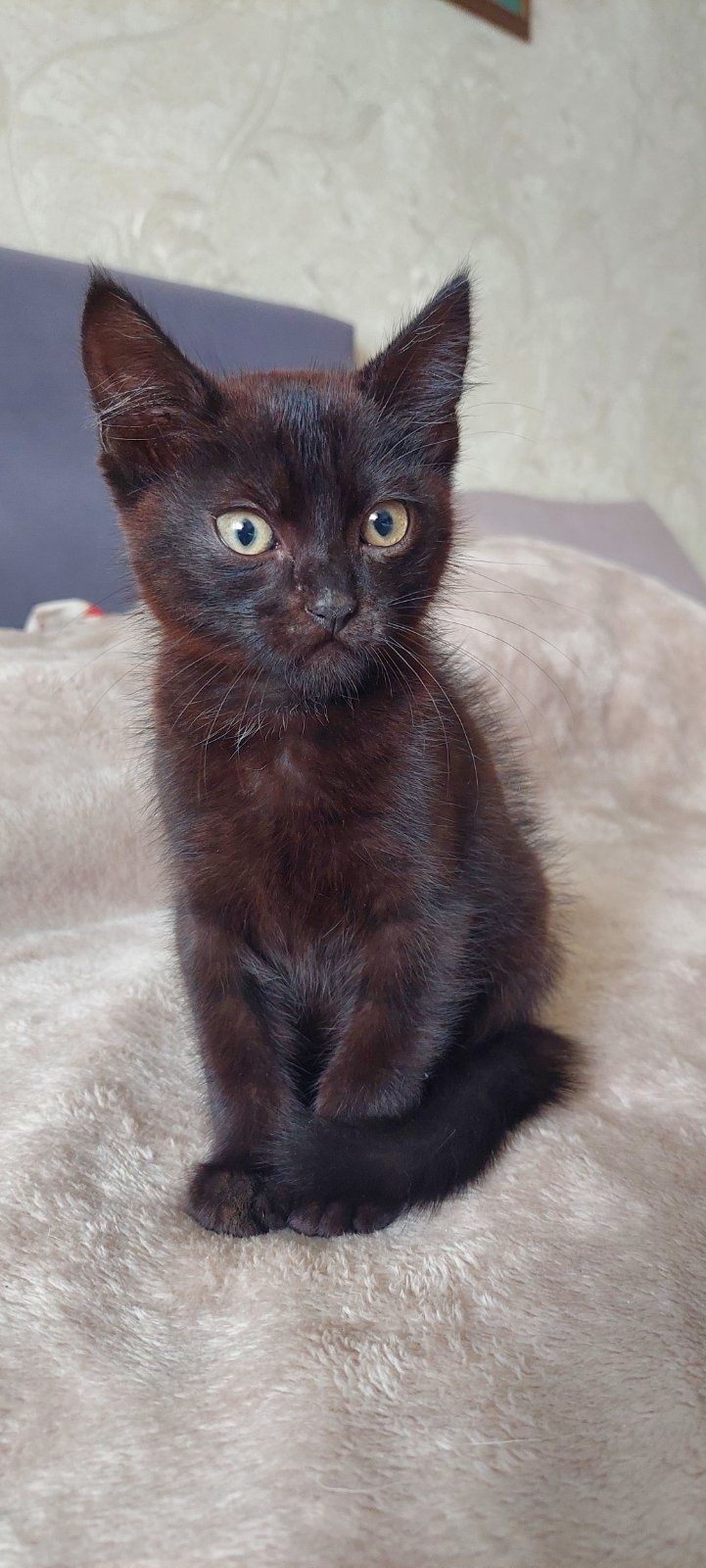 Котик Мурчик хлопчик