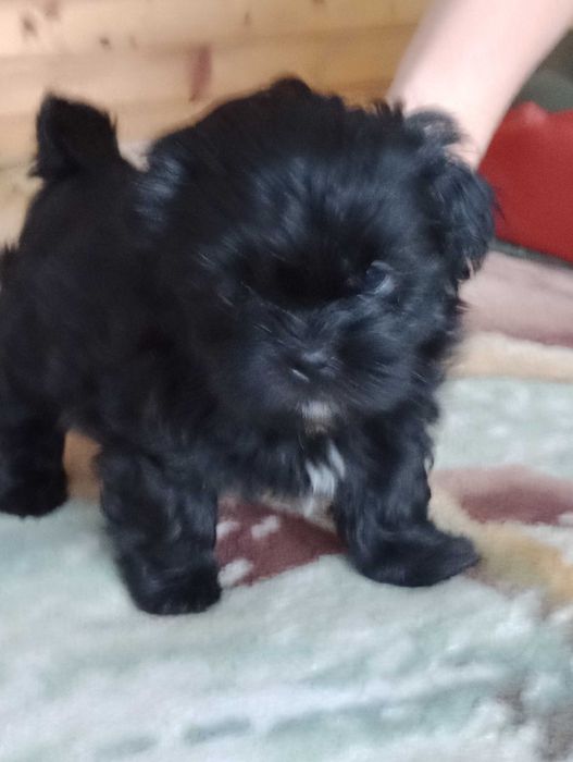 Suczka Shih TZU gotowa na zmianę domu