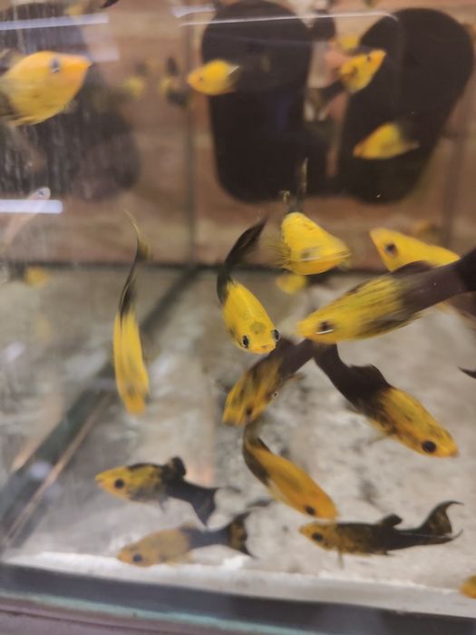 MISIEKZOO Żyworódki - Molinezje / Czarna / Złota /Red /Złoto-Czarna