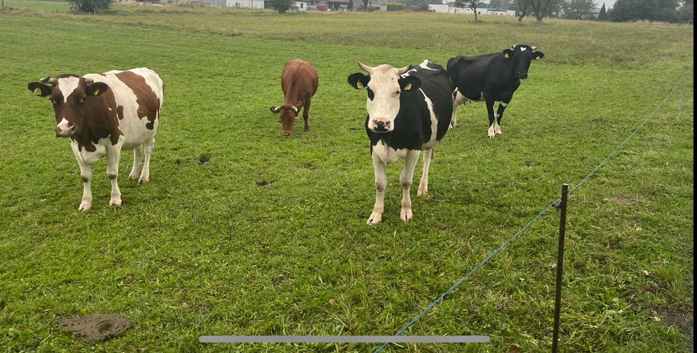 Nabiał Ekologiczne Masło Ser Mleko prosto od krowy