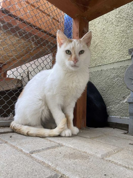 DUSZEK kocur kot adopcja rudy schronisko