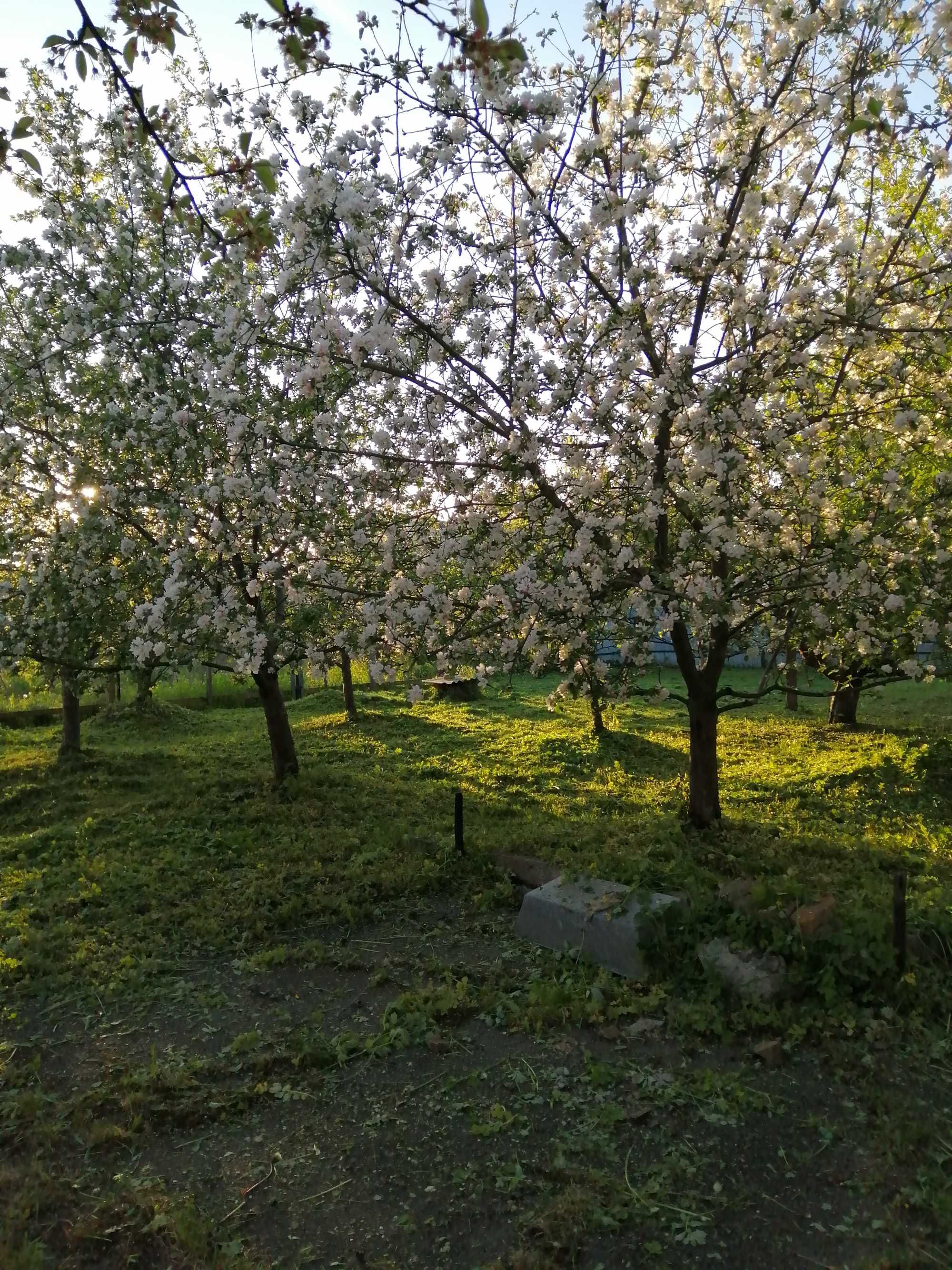 Участок с домом в Броварах. Очень удобное расположение.