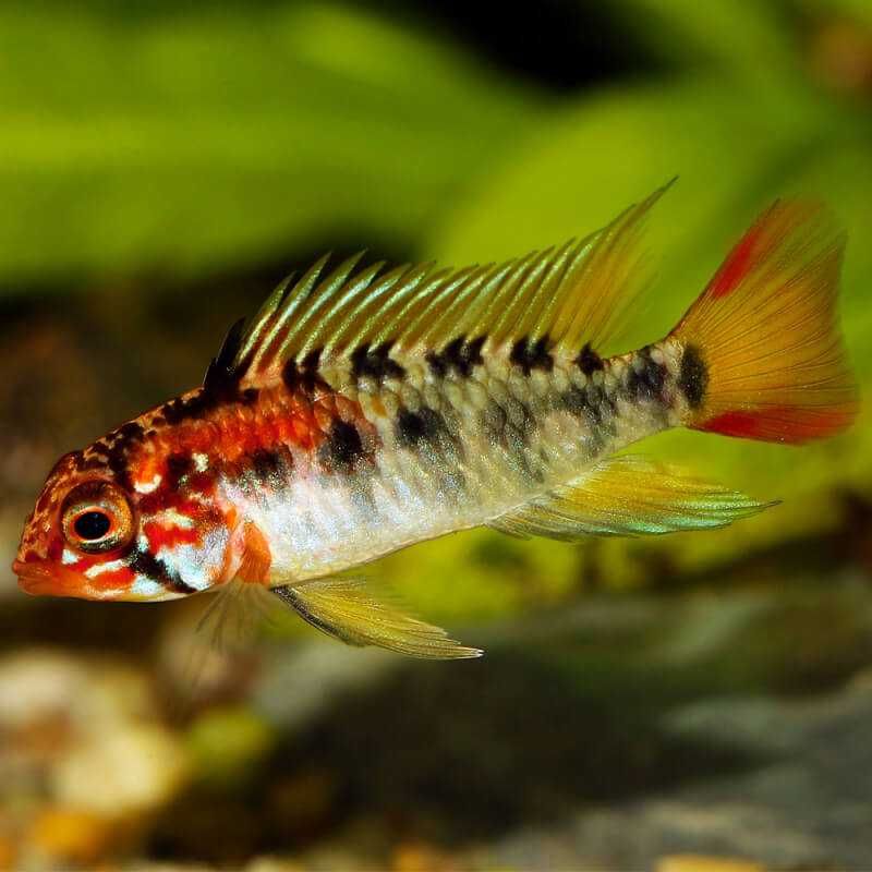 Apistogrammas Ciclídeos anões