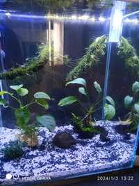 Urgente colônia de camarões blue Bolt, hypancistrus, plantas, aquário