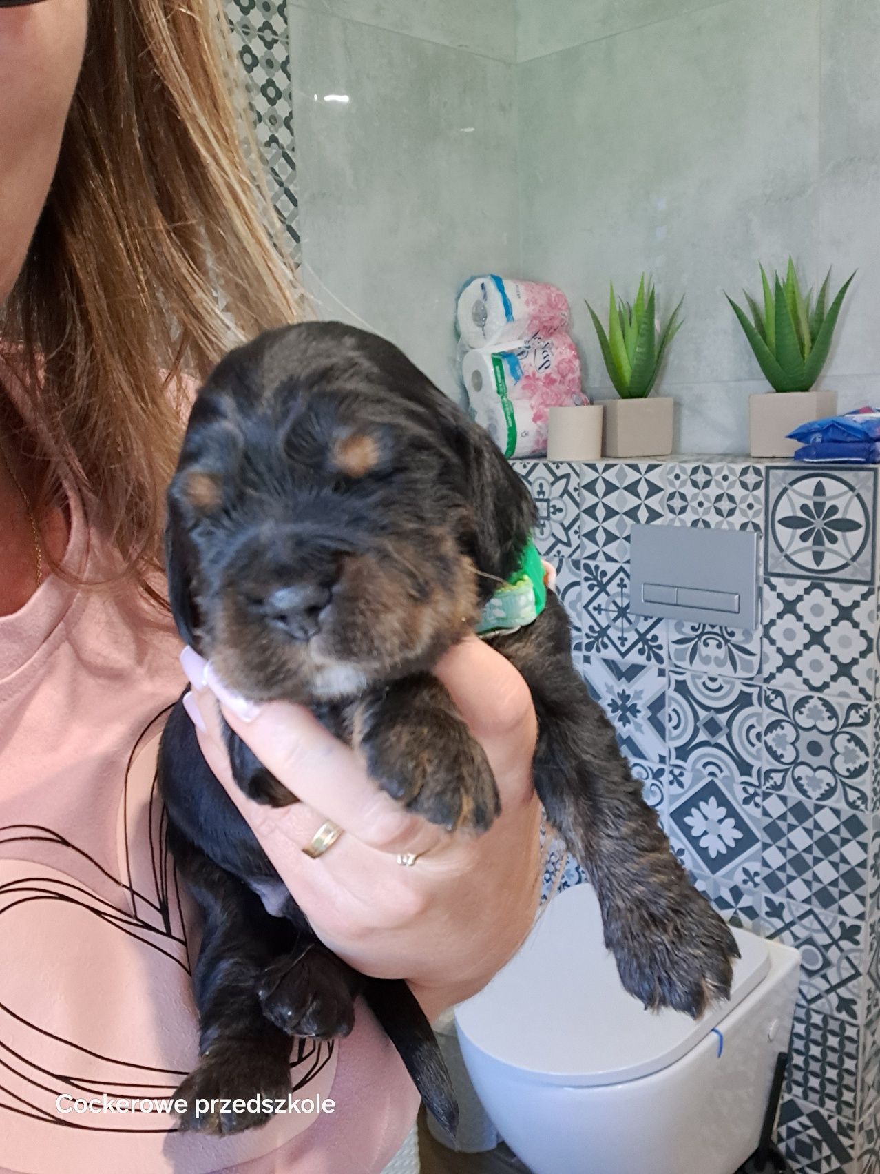 Cocker spaniel angielski