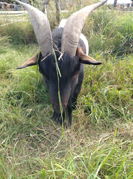 Kozioł miniaturowy wiek 3,5 roku