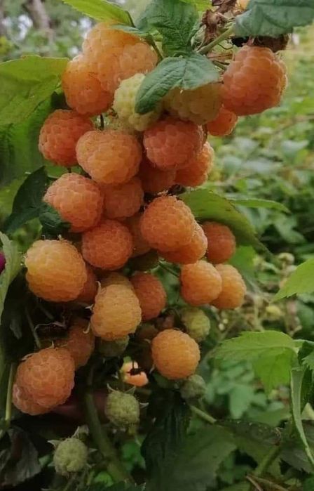 Сажанці малини ремонтантна