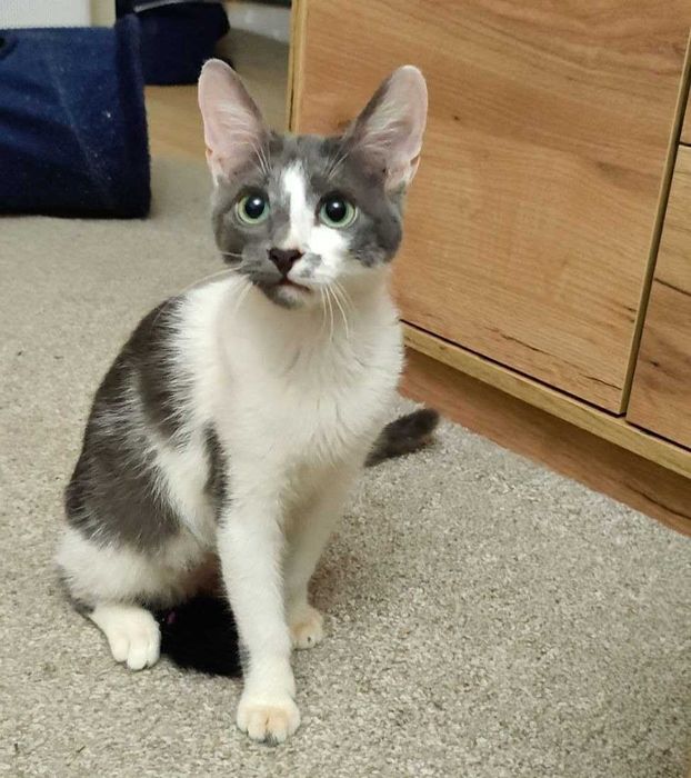 Милый, веселый и безупречно красивый котенок Аскольд, 4 месяца