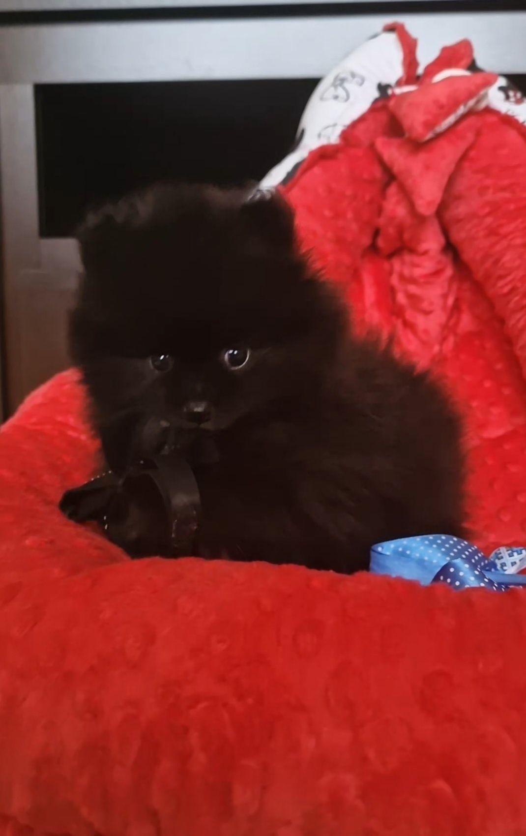 Szpic miniaturowy/Pomeranian samczyk