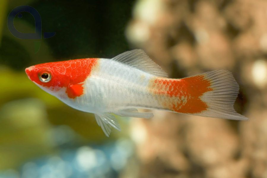 Mieczyk Koi - 4-5 cm Nasz Hodowla Sklep Zoologiczny ALTUM