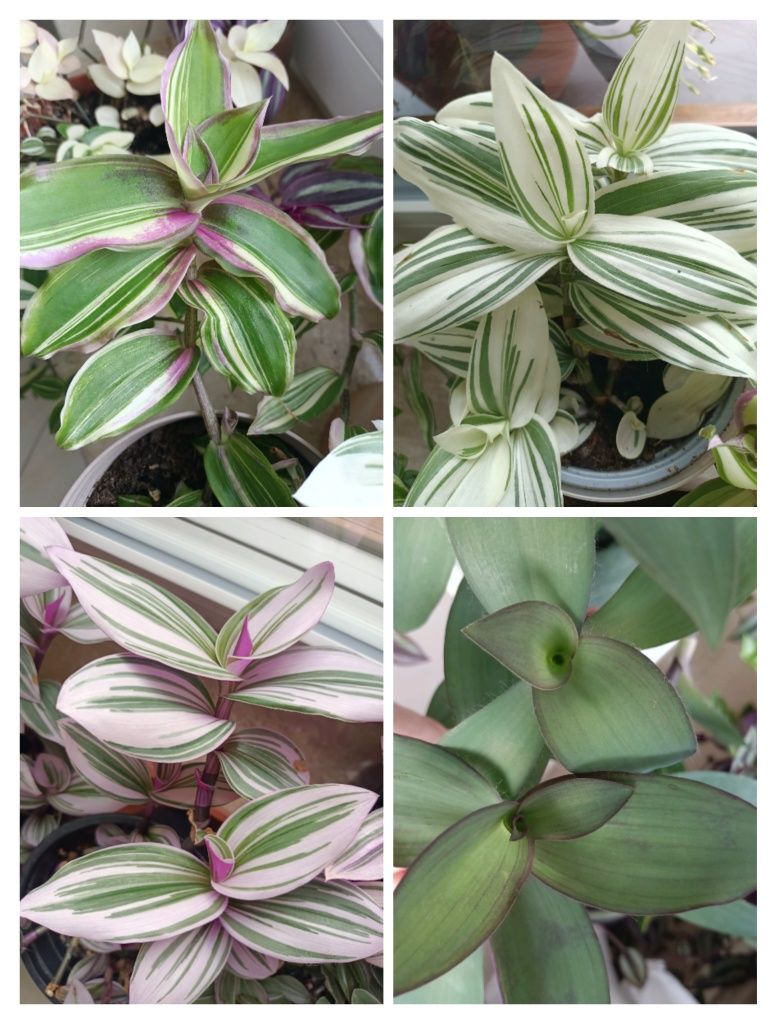 Trzykrotki tradescantia Zebrina Nanouk Pink Paradise kwiaty  kolorowe