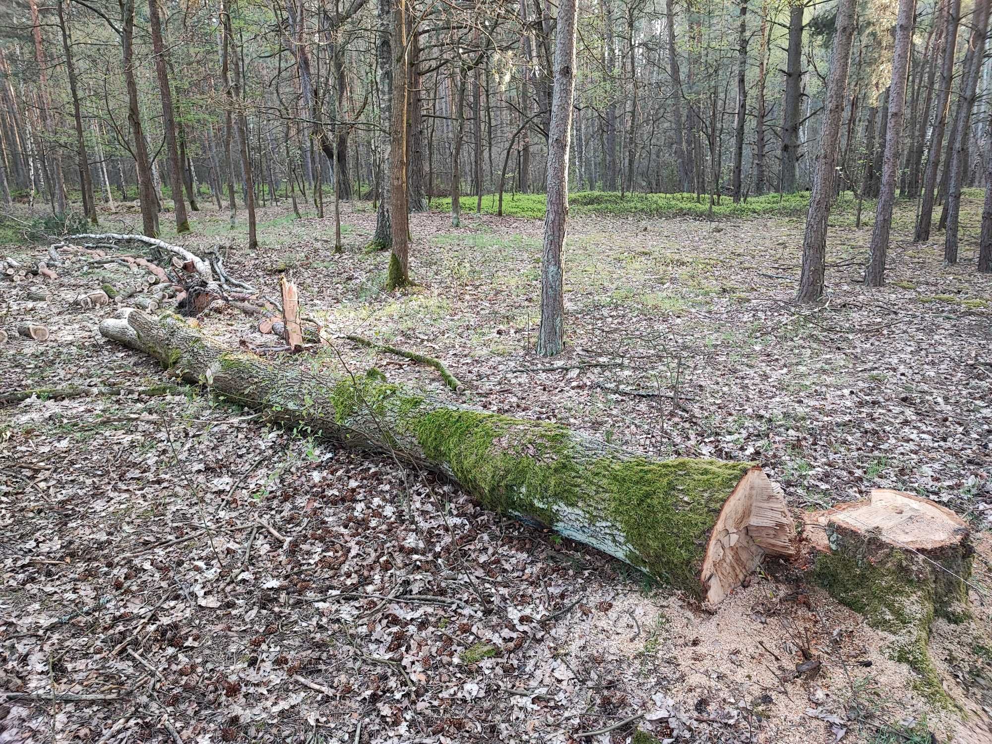 Sprzedam dąb po wycince