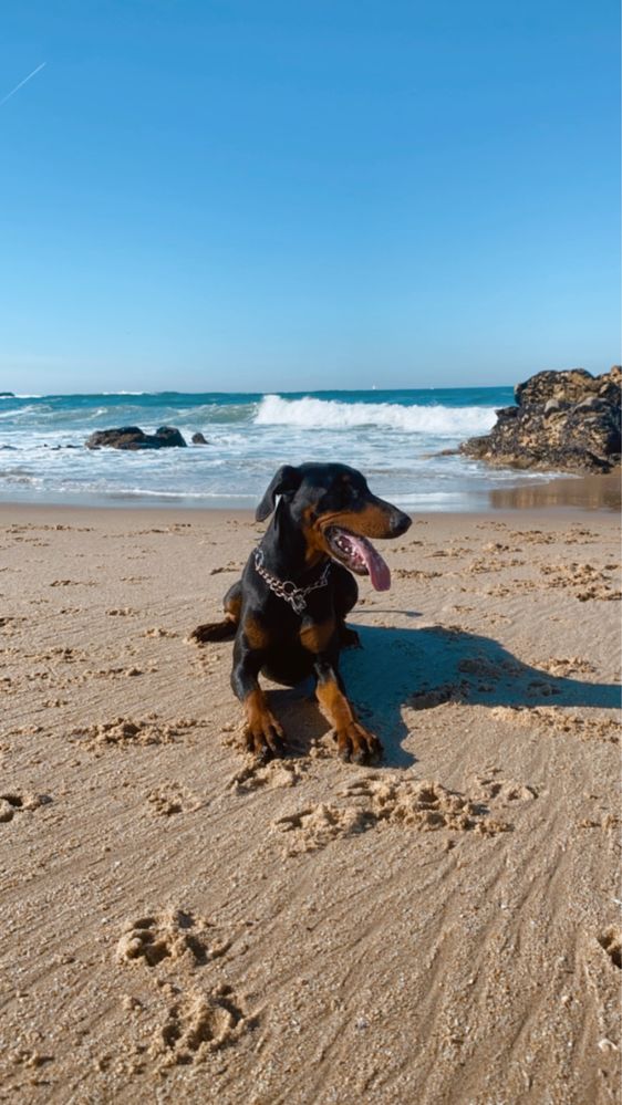 Doberman Para Adoção
