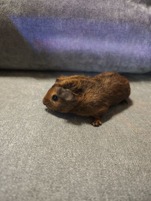 Świnka morska rozetka samczyk Agouti Brown