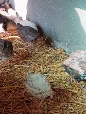 Przepiórki dorosłe