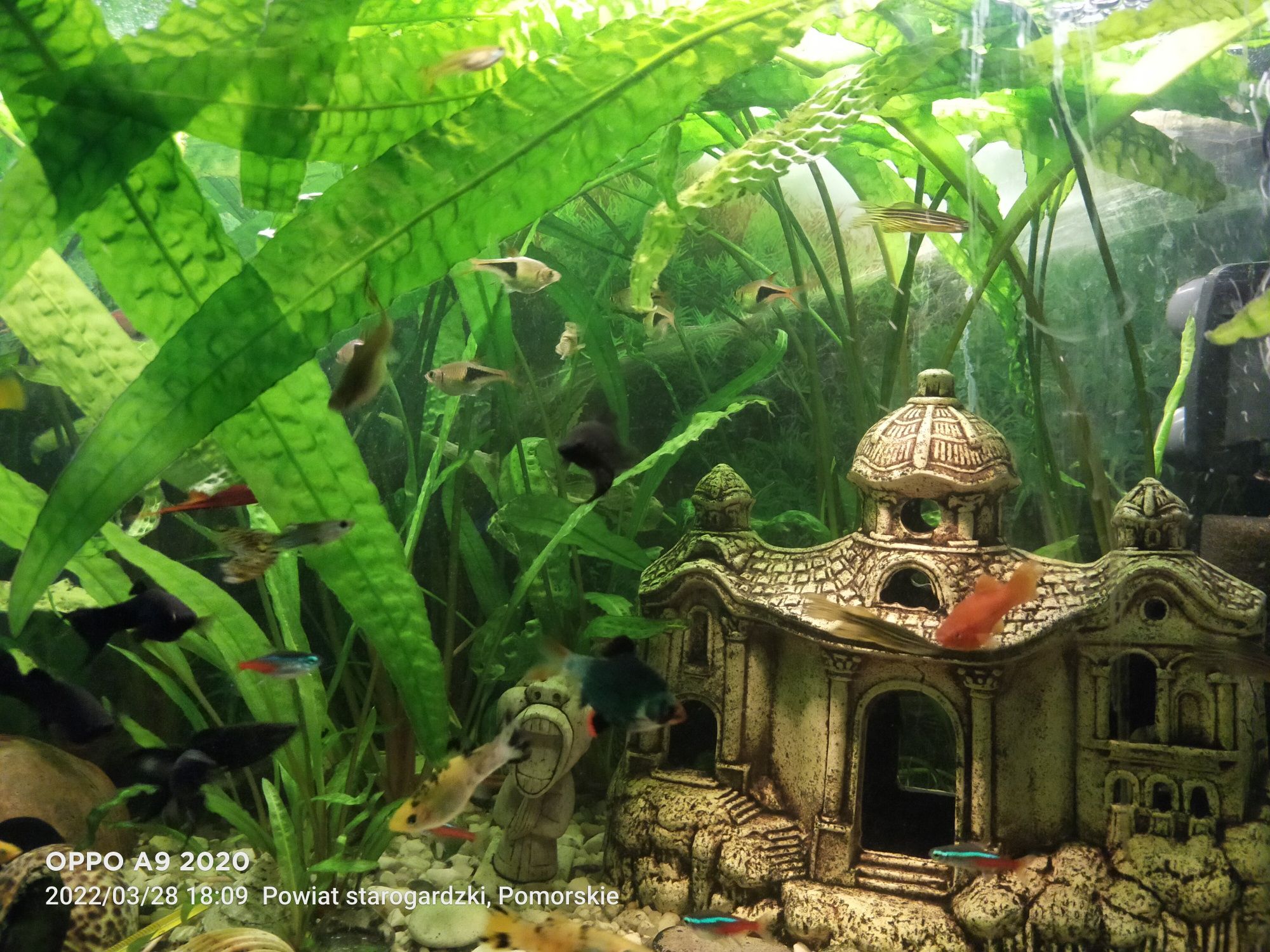 Akwarium 120L panoramiczne z oświetleniem LED