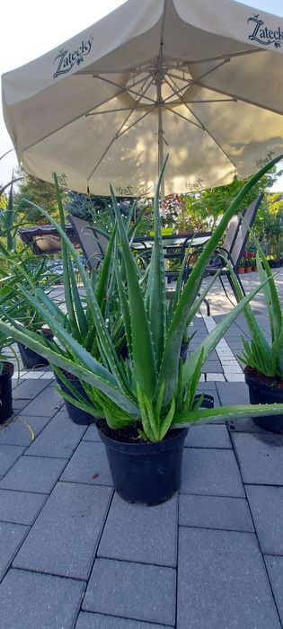 Aloes drzewiasty i aloe vera