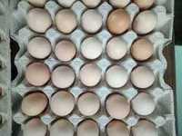 Мікс м'ясояєчних інкубаційне яйце оптом