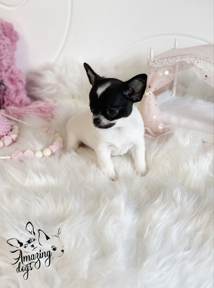 Chihuahua *** uroczy piesek krotkowlosy