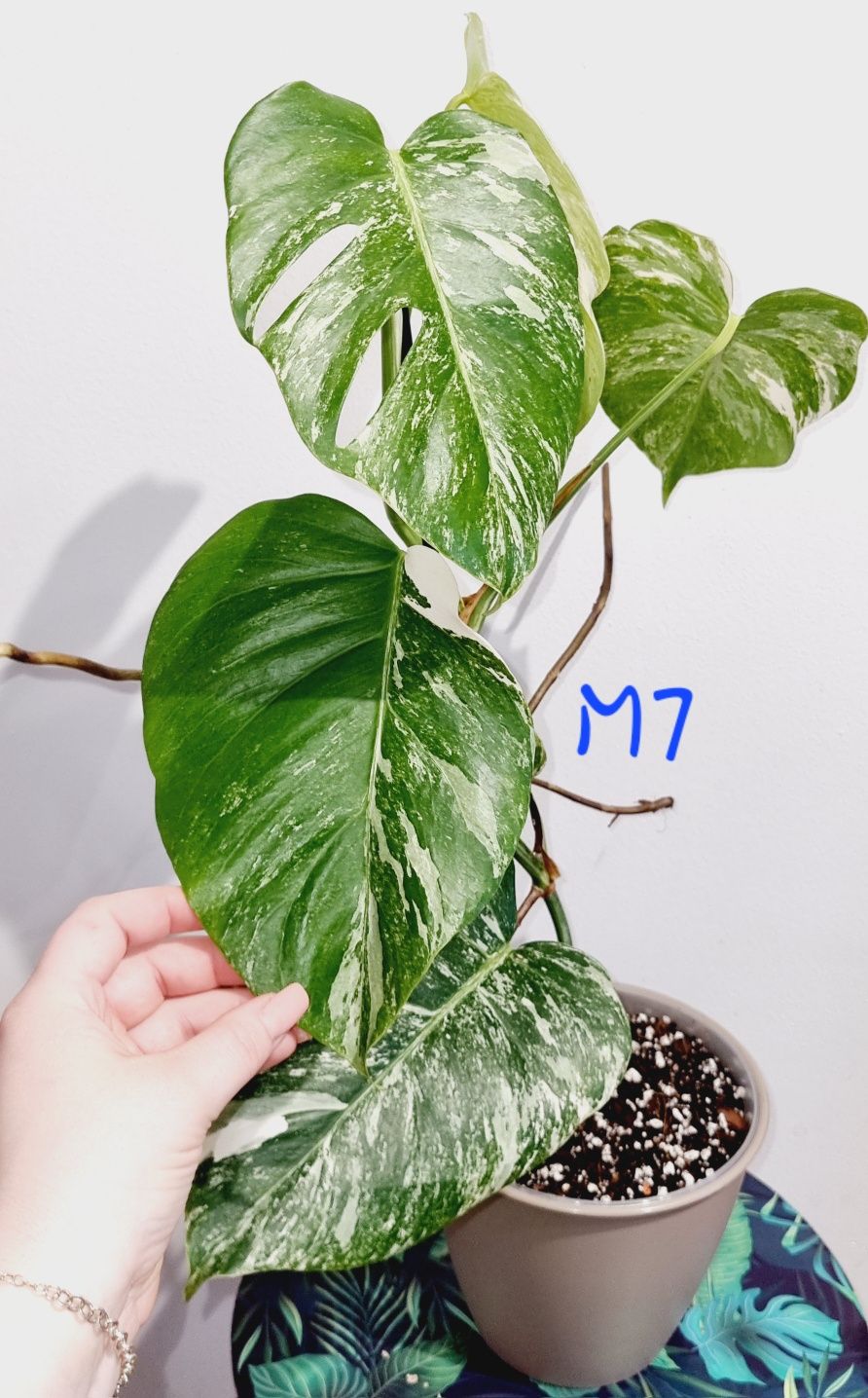 Monstera variegata M7